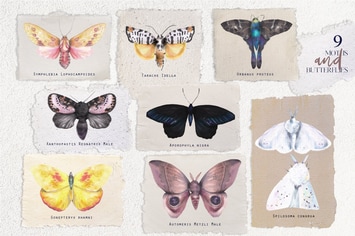 Watercolor vintage moths and butterflies set 