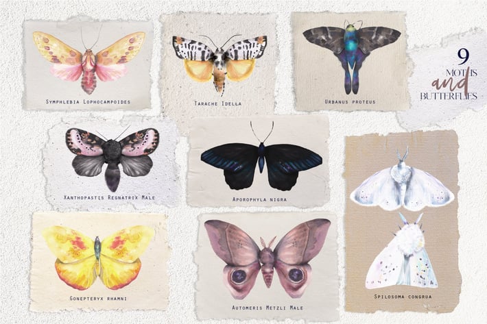 Watercolor vintage moths and butterflies set 