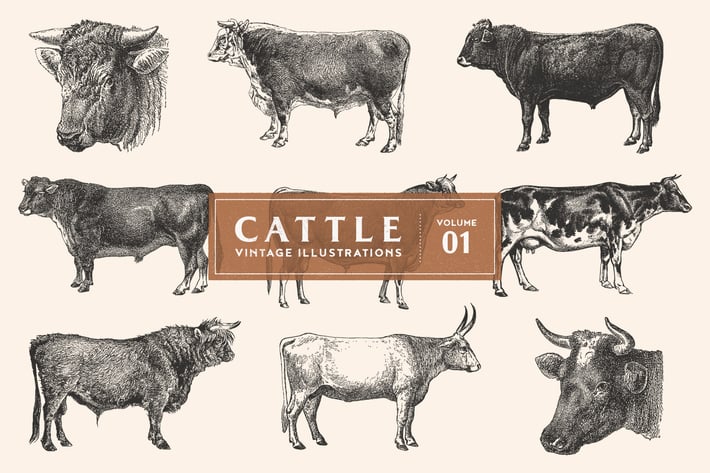 Cattle - Vintage Illustrations Vol. 1
