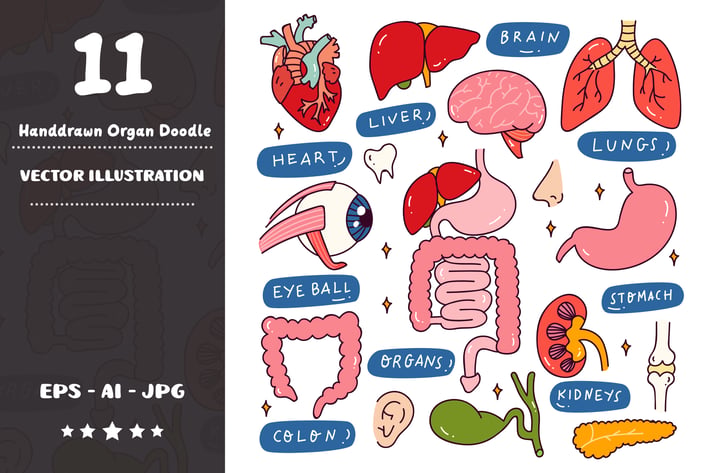 Hand Drawn Organ Doodle Set