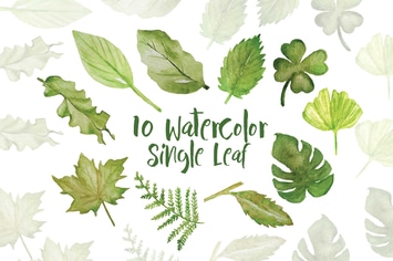 10 Watercolor Single Leaf Illustration