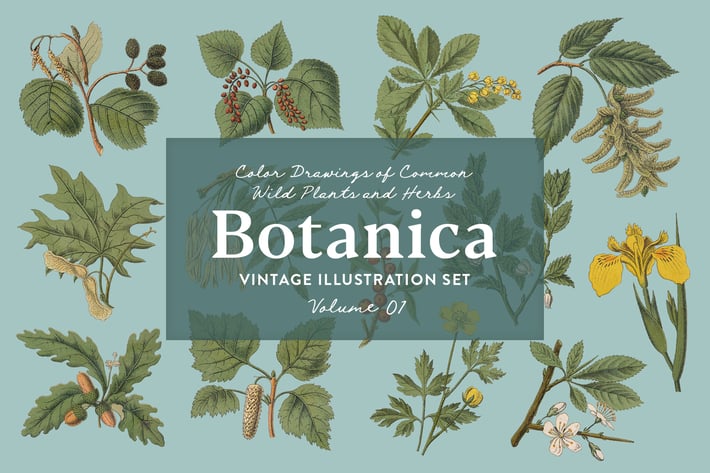 Botanica Vol. 1 - Vintage Plants Illustrations