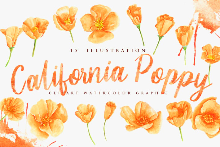 15 Watercolor California Poppy Flower Illustration