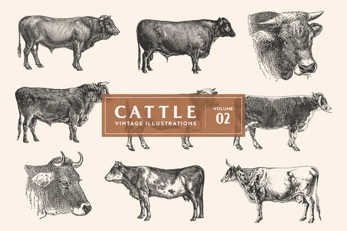 Cattle - Vintage Illustrations Vol. 2