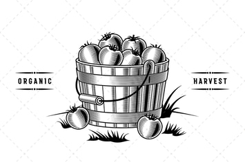 Bucket Of Tomatoes Black And White