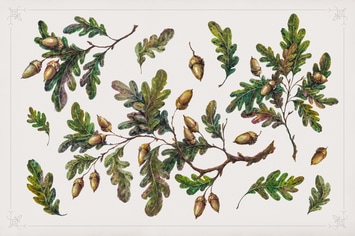 Handpainted Oak Branches Collection