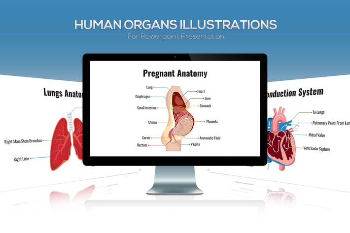  Biology - Human Organs For Powerpoint