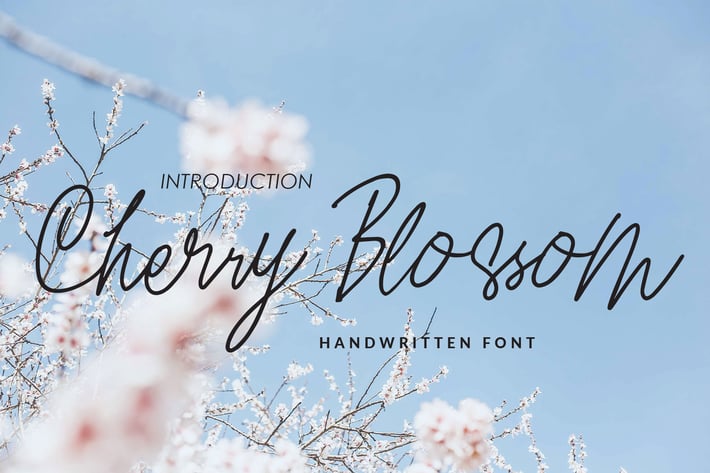 Cherry Blossom