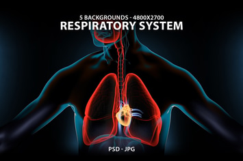 The Respiratory System 