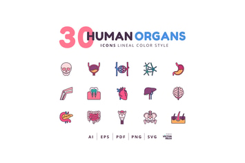 30 Icons Human Organs Lineal Color Style