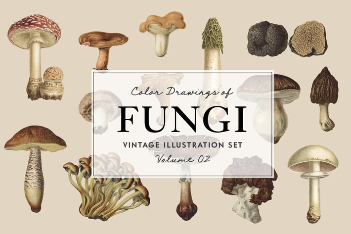 Fungi Vol. 2 - Vintage Illustrations 