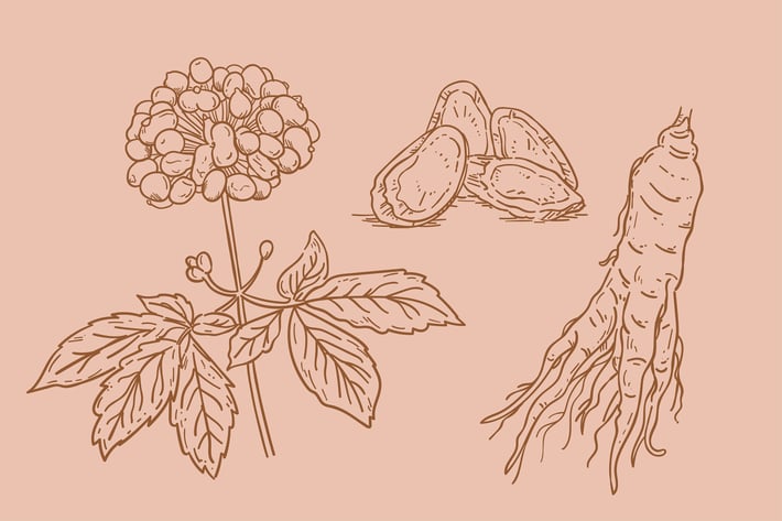 Hand Drawn Ginseng Plant Collection