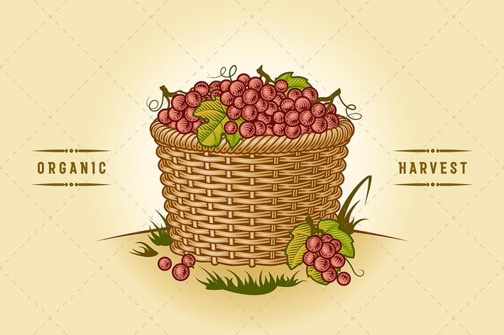 Retro Basket Of Grapes
