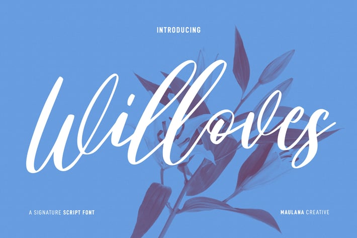 Willoves Script Font