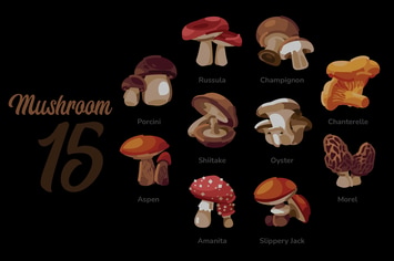 Mushrooms - Illustration Sets