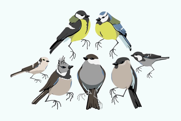 Paridae Clipart