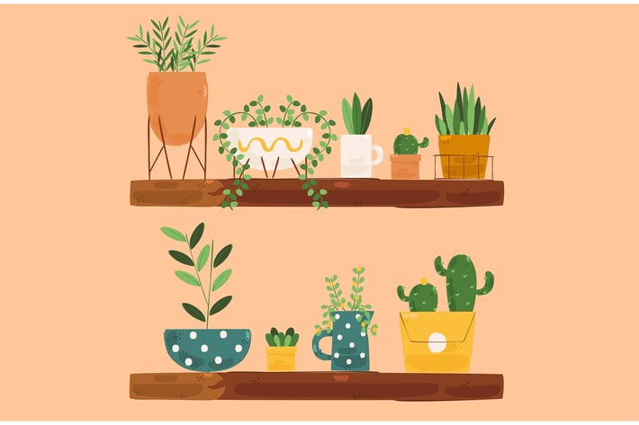 Houseplants Illustration
