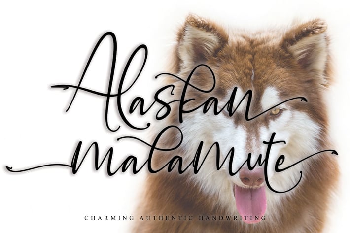 Alaskan malamute