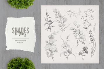 Shades of Grey. Collection of wild herbs // 2