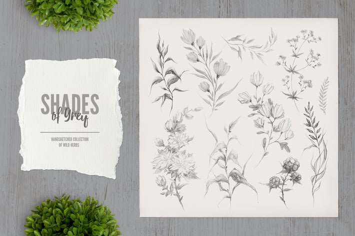 Shades of Grey. Collection of wild herbs // 2