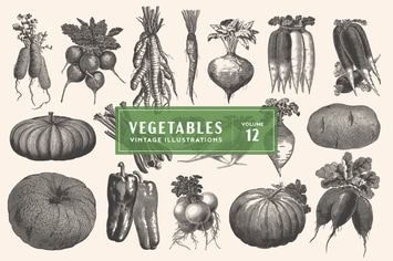 Vintage Vegetable Illustrations Vol. 12
