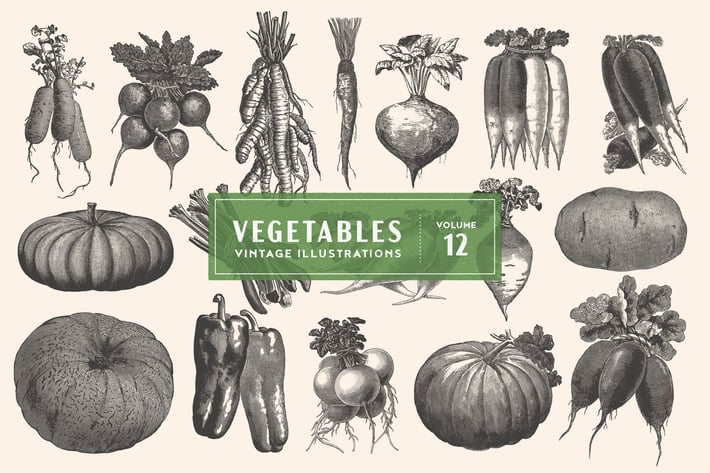 Vintage Vegetable Illustrations Vol. 12