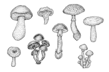 Mushrooms Set (Vector)