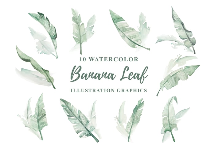 10 Watercolor Banana Leaf Illustration Graphics 