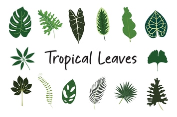 Tropical Leaves Hand Drawn