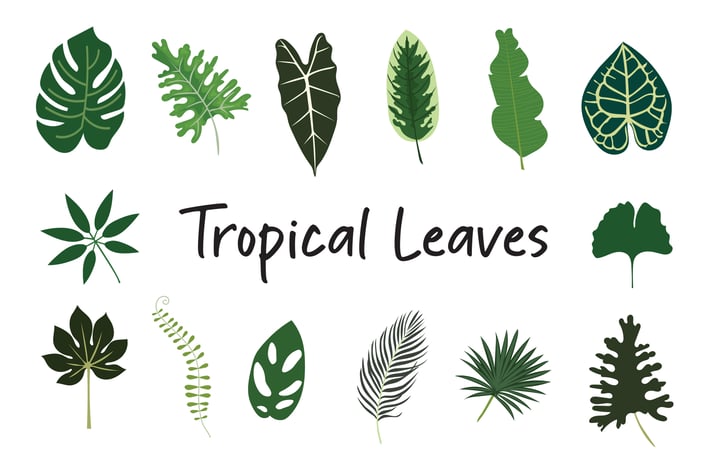Tropical Leaves Hand Drawn